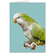 Monk Parakeet cards