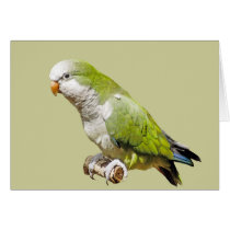 Monk Parakeet Card
