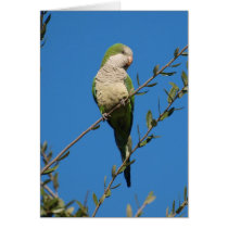 Monk Parakeet cards