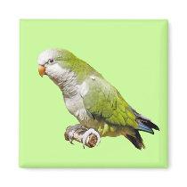 Monk Parakeet magnets