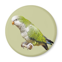 Monk Parakeet magnets