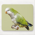 Monk Parakeet mousepads by kphotos Monk Parakeet mousepads