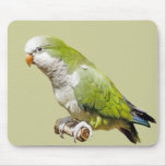 Monk Parakeet Mouse Pads