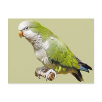 Monk Parakeet postcards