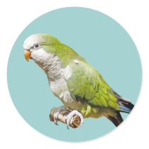 Monk Parakeet stickers