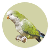 Monk Parakeet stickers