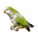 Monk Parakeet t-shirts by kphotos Monk Parakeet t-shirts