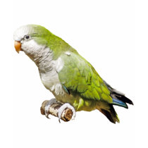 Monk Parakeet t-shirts