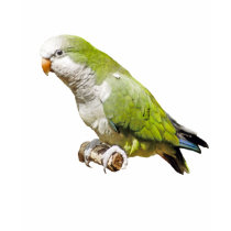 Monk Parakeet t-shirts