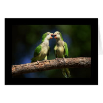 Monk Parakeets Card