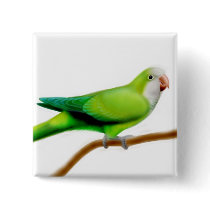 Monk Quaker Parakeet Pin buttons by twopurringcats Monk Quaker Parakeet Pin buttons