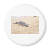 Monk Seal Sleeping Alone on Beach magnets by duhwitt Monk Seal Sleeping Alone on Beach magnets