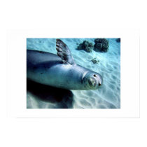 Monk Seal Waves Hello posters