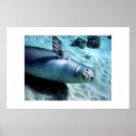 Monk Seal Waves Hello posters