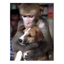 monkey and dog post card