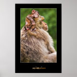 Monkey Baby 1 Posters