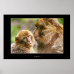 Monkey Baby 2 Posters