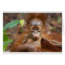 Monkey business 3 greeting cards