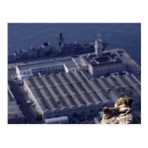Monkey Business In Gibraltar postcards