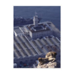 Monkey Business In Gibraltar Postcard