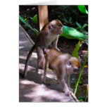 Monkey Business  Macaque style cards