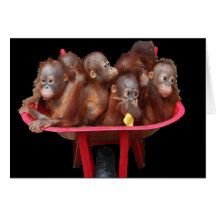 Monkey Business Orangutan Babies Greeting Card