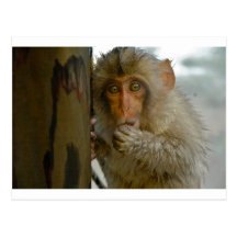Monkey Business Post Cards