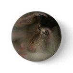 Monkey Button Monkey Button