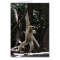 Monkey Card