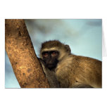 Monkey Cards