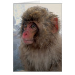 Monkey Card