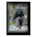 Monkey cards