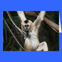 Monkey Card cards
