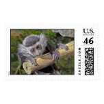 Monkey Colobus Monkey Baby Postage Stamps