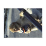 Monkey Drink Problem Postcard Monkey Drink Problem Postcard