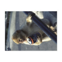 Monkey Drink Problem Postcard by AndyPo Monkey Drink Problem Postcard