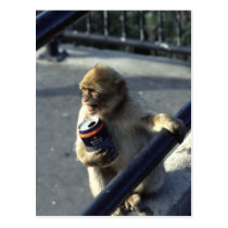 Monkey Drink Problem Postcard postcards