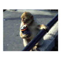Monkey Drinking postcards
