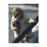 Monkey Drinking Post Cards