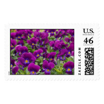 Monkey Faces postage by gourds Monkey Faces postage
