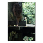 Monkey Hiding Monkey Hiding