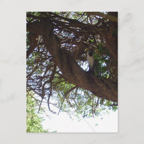 Monkey in a tree postcard