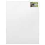 Monkey in Bamboo Jungle Photo Letterhead