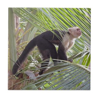 Monkey in Bamboo Jungle Photo Tiles