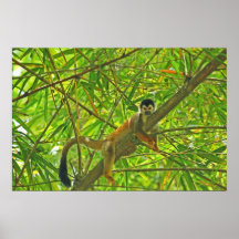 Monkey in Bamboo Jungle Posters