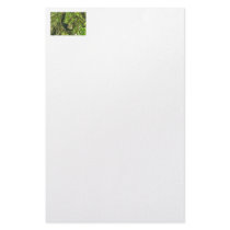 Monkey in Forest Photo Stationery Paper