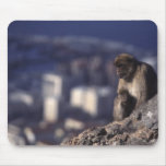 Monkey in Gibraltar
