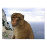 monkey, gibralter, rock, eurpoe, clint, eastwood,