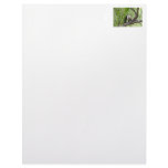 Monkey in the Jungle Customized Letterhead