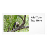 Monkey in the Jungle Picture Card